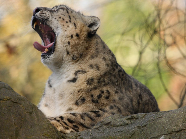 Обои картинки фото животные, снежный, барс, ирбис