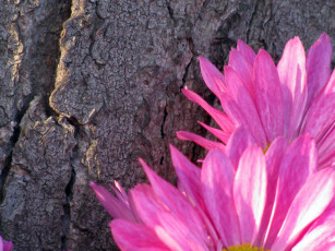 Картинка цветы хризантемы