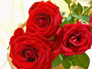 Картинка цветы розы