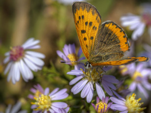 Картинка животные бабочки