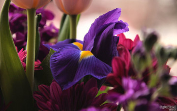 Картинка цветы разные вместе