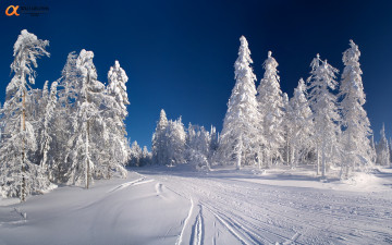 Картинка природа зима