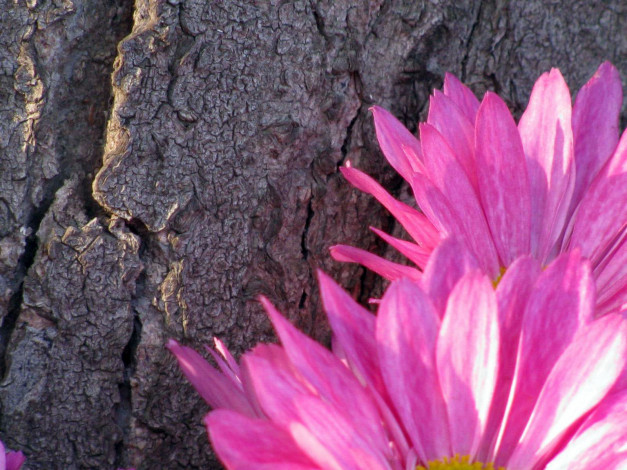 Обои картинки фото цветы, хризантемы