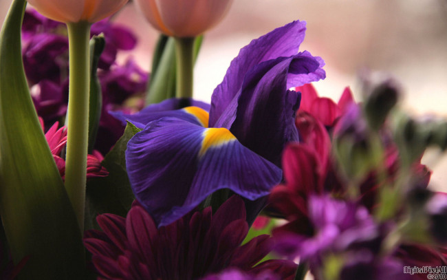 Обои картинки фото цветы, разные, вместе