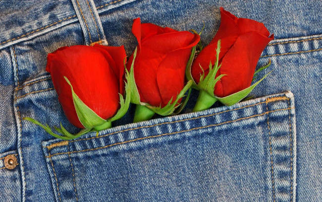 Обои картинки фото цветы, розы