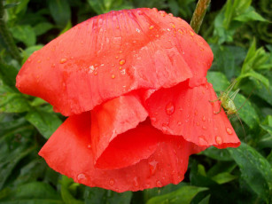Картинка цветы маки красный капли