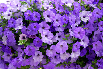 Картинка цветы петунии калибрахоа много сиреневый