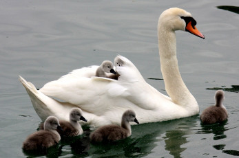 Картинка животные лебеди мама птенцы