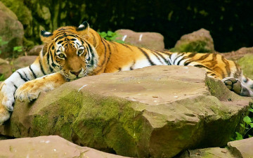 Картинка животные тигры тигр камень