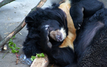 Картинка животные медведи на земле