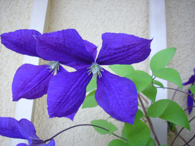 Обои картинки фото цветы, клематис, ломонос, синий