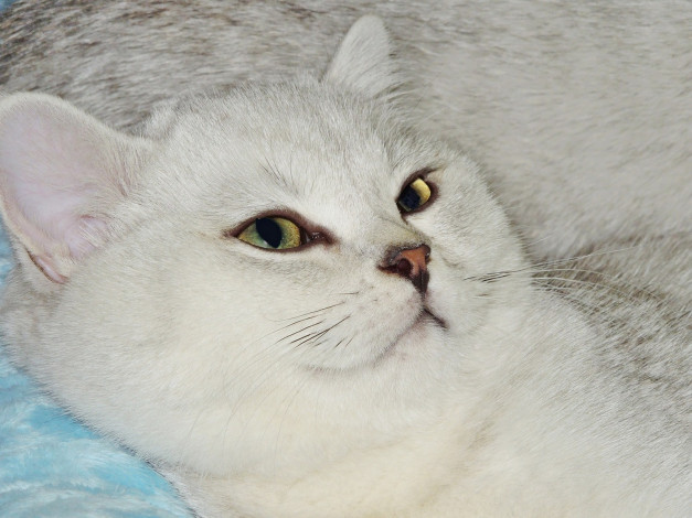 Обои картинки фото животные, коты, кошка, кот, морда, взгляд