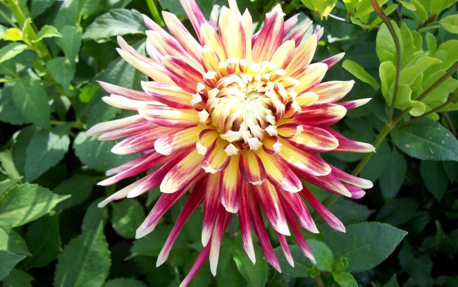 Обои картинки фото цветы, георгины, острые, лепестки