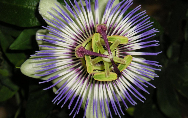 Обои картинки фото цветы, пассифлора, экзотика