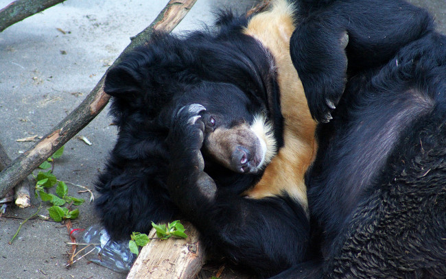 Обои картинки фото животные, медведи, на, земле