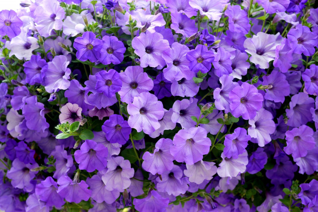 Обои картинки фото цветы, петунии, калибрахоа, много, сиреневый