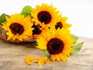 Картинка цветы подсолнухи