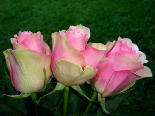 Картинка цветы розы