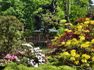 Картинка природа парк беседка рододендроны