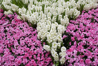 Картинка цветы разные вместе азалии гиацинты