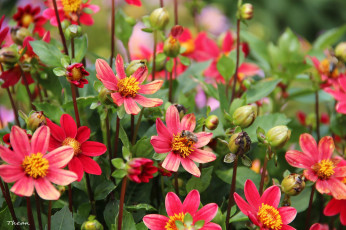 Картинка цветы георгины розовый