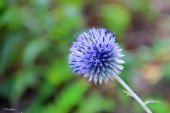 Картинка цветы луговые полевые синий