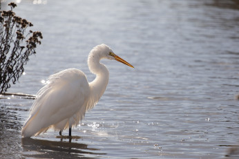 Картинка животные цапли белый вода