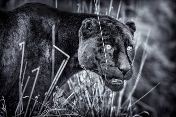 Картинка животные пантеры черный