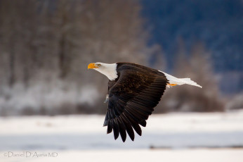 Картинка животные птицы хищники орлан