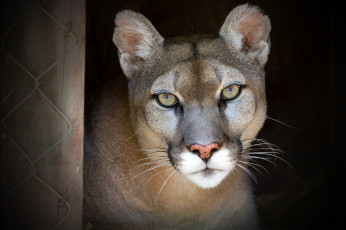 Картинка животные пумы портрет красавица