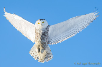 Картинка животные совы крылья полярная сова