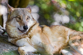 Картинка животные волки хищник отдых