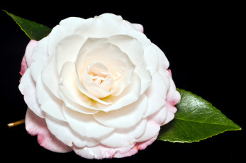 Картинка цветы камелии лепестки круглый