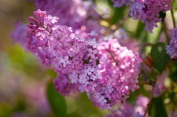 Картинка цветы сирень гроздь