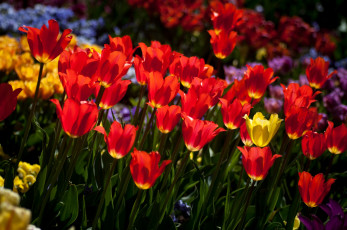 Картинка цветы тюльпаны много