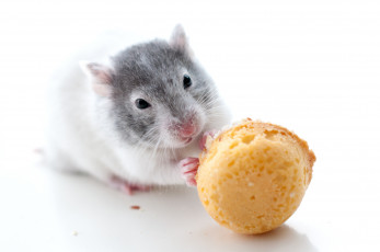 Картинка животные морские свинки хомяки маленький обед