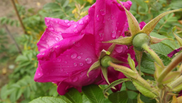 Картинка цветы розы капли розовый