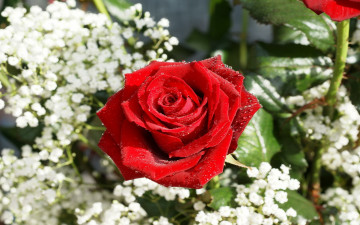 Картинка цветы розы алый капли