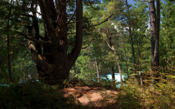 Картинка new zealand echo lake природа лес озеро тропики