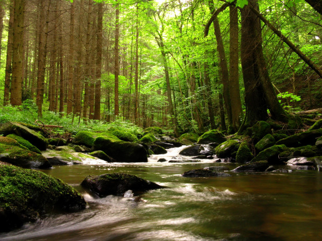 Обои картинки фото австрия, schwarzaubach, природа, реки, озера, лес, ручей