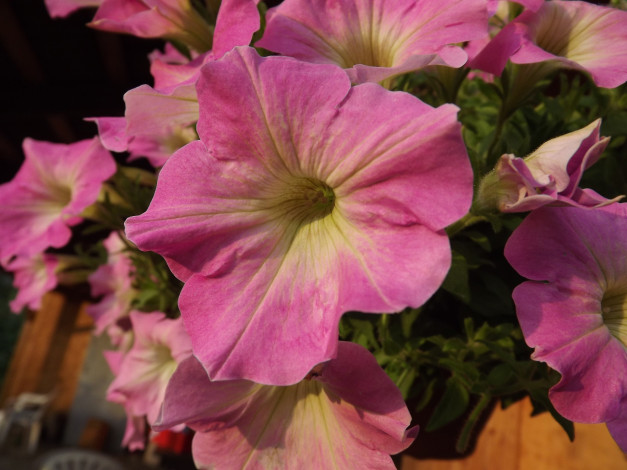 Обои картинки фото цветы, петунии, калибрахоа, розовый, макро