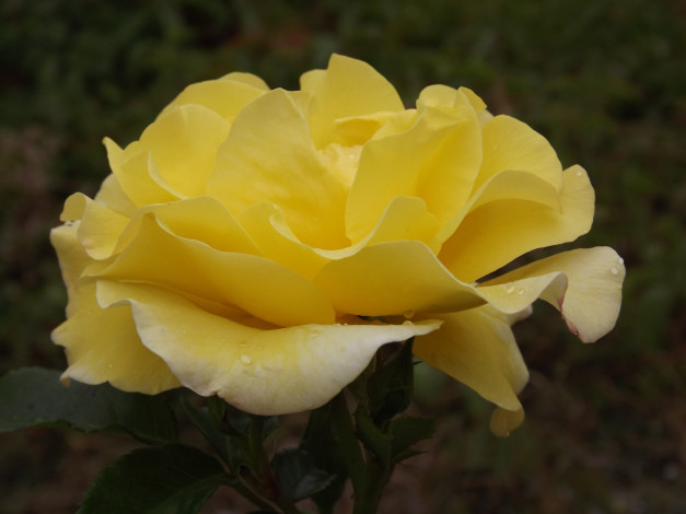 Обои картинки фото цветы, розы, макро, лепестки