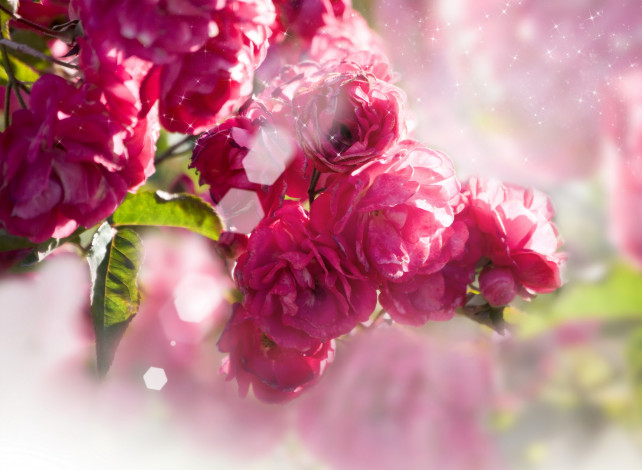 Обои картинки фото цветы, розы