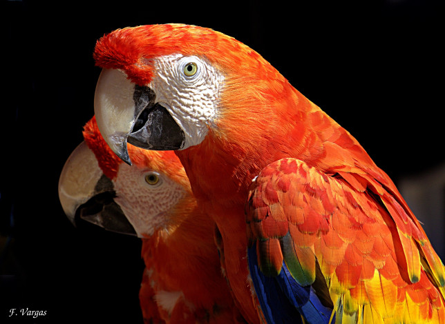 Обои картинки фото животные, попугаи, ара