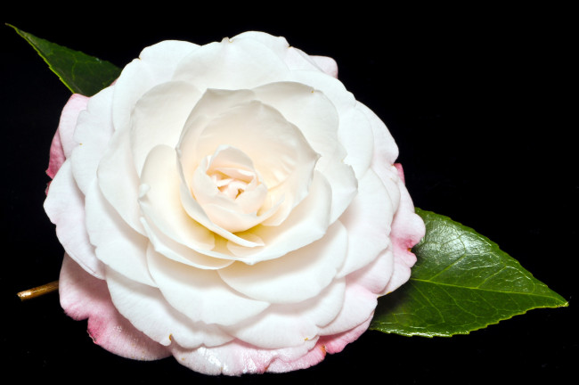 Обои картинки фото цветы, камелии, лепестки, круглый