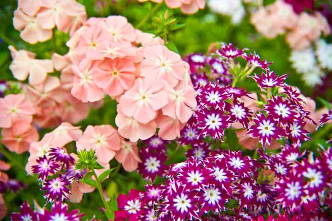 Обои картинки фото цветы, флоксы, розовый, соцветия, звездочки