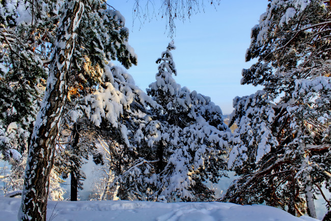 Обои картинки фото природа, зима, лес, снег