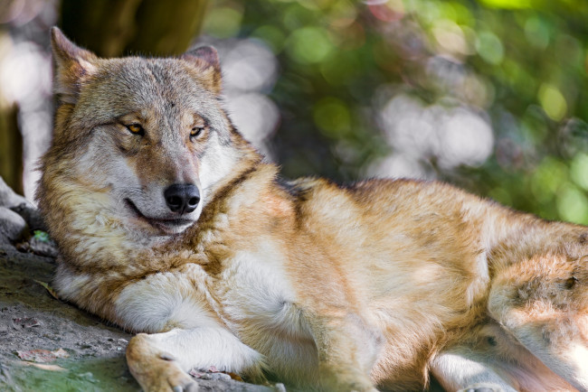 Обои картинки фото животные, волки, хищник, отдых