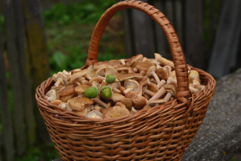 Картинка еда грибы +грибные+блюда опята корзина