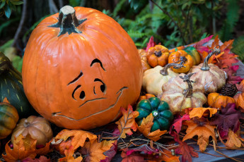 Картинка праздничные хэллоуин тыква карвинг